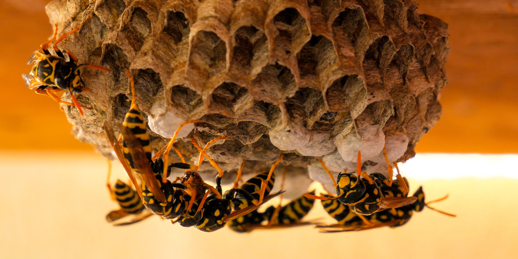 and Wasp Control Romex Pest Control Is Your Best Solution!